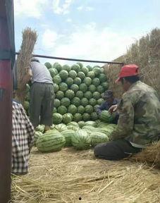 苏州吃瓜姐夫,揭秘姑苏城里的美食传奇与市井生活