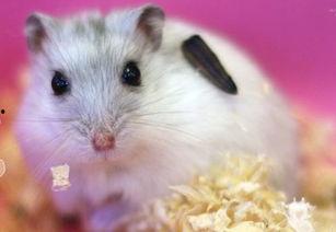 仓鼠能不能天天吃福寿瓜,福寿瓜的适宜摄入频率解析