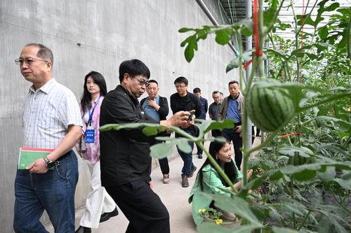 潍坊吃瓜传媒,揭秘当地美食文化，带你领略潍坊特色美食之旅
