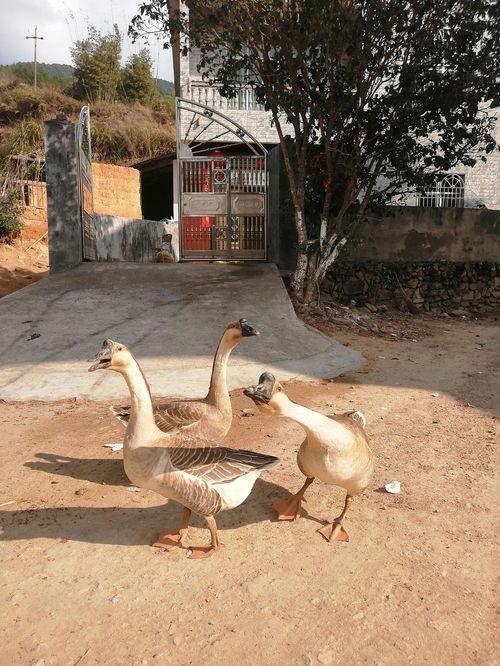 吃瓜鹅大咖,揭秘娱乐圈幕后故事