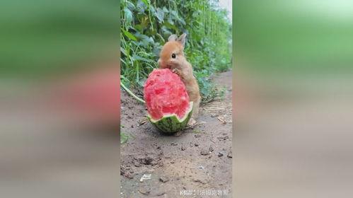 小兔吃大瓜,智慧与勇气的完美结合