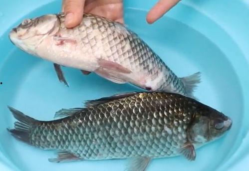 鱼会吃哪些瓜,揭秘鱼类喜爱的瓜类食物