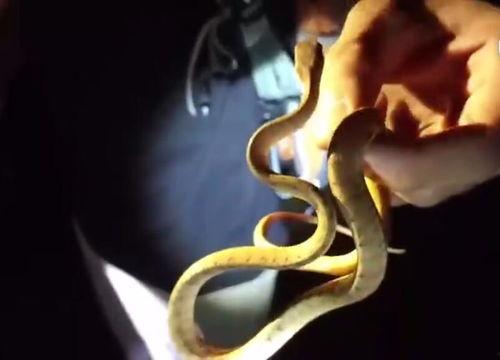 瓜牛吃小蛇,一场生态链的生存较量