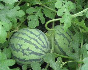 怀孕可以吃思瓜吗,思瓜在孕期是否适宜食用