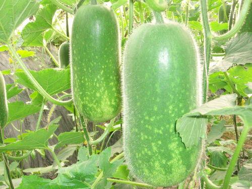 瓜哥吃瓜谚语大全,趣味盎然的民间智慧集结