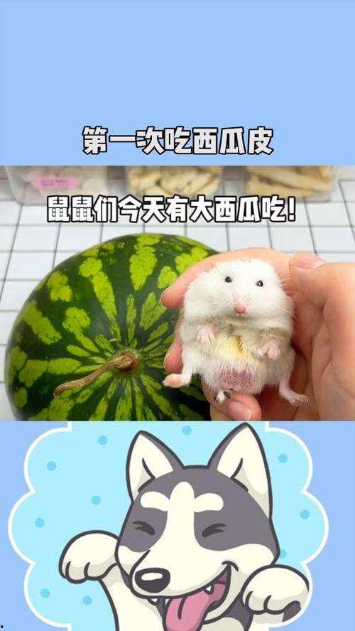 鼠精吃瓜了,一场意外的瓜界盛宴