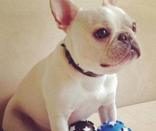 带你吃瓜驯服大猫,带你领略与大型猫咪的和谐共处之道