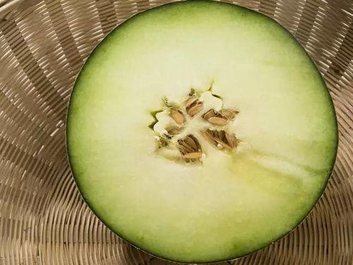 茂林吃蜜瓜,甜蜜滋味尽在口中