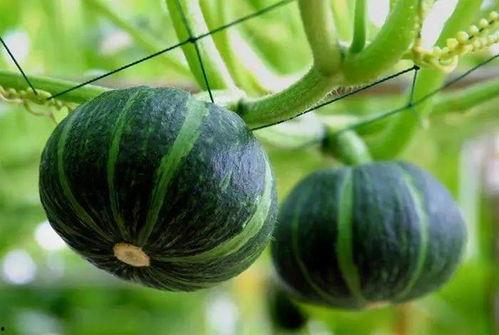 新沂最近的吃瓜事件,揭秘近期网络热议事件背后的真相