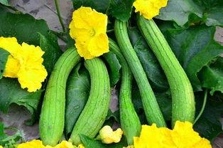 吃瓜要打叶吗,揭秘夏日消暑美食的奥秘