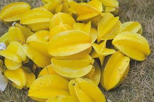 杨桃吃瓜,揭秘瓜果界的甜蜜传奇