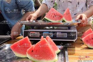 山东吃瓜比赛,吃瓜比赛一触即发，瓜界争霸赛精彩纷呈