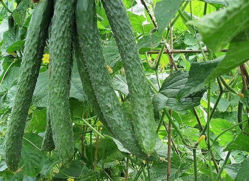 手癣可以吃梨瓜吗,天然润肤佳品