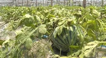 浙江苍南热门吃瓜,探寻浙江苍南的美食秘境